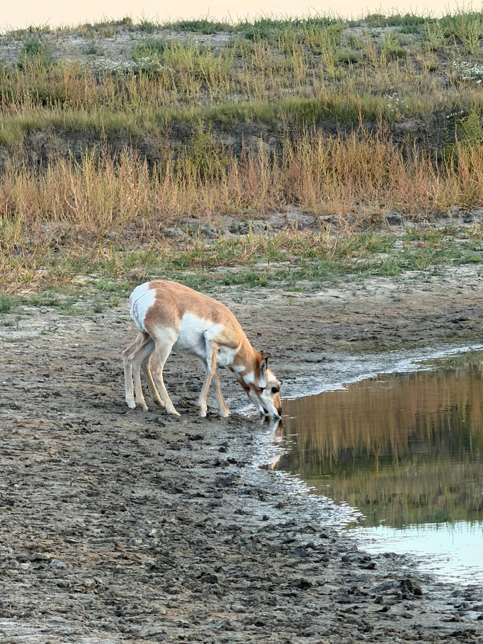 Images from the 2026 South Dakota Archery Antelope Hunt